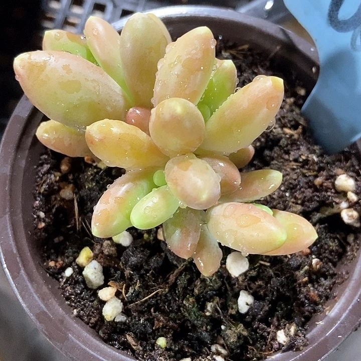 多肉植物金蟾001