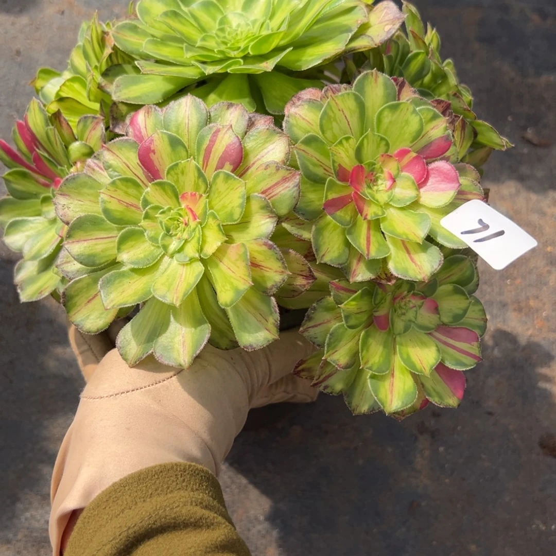 71知否多肉嘻嘻嘻