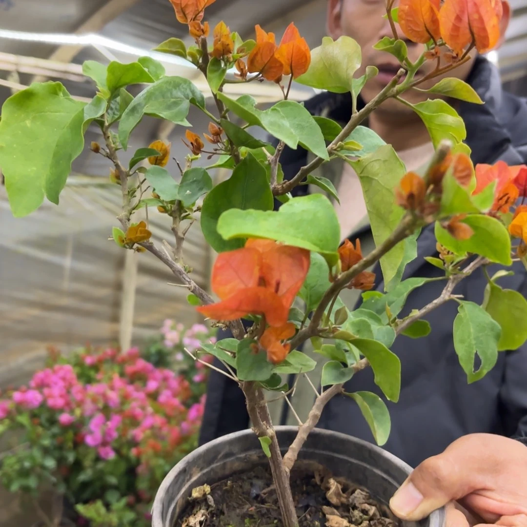 完全开放（阿达娜）三角梅会落花落叶会光杆苗有大有小