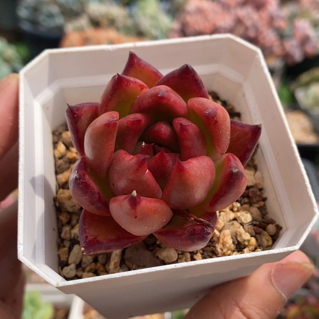 布莱克单头一物一拍