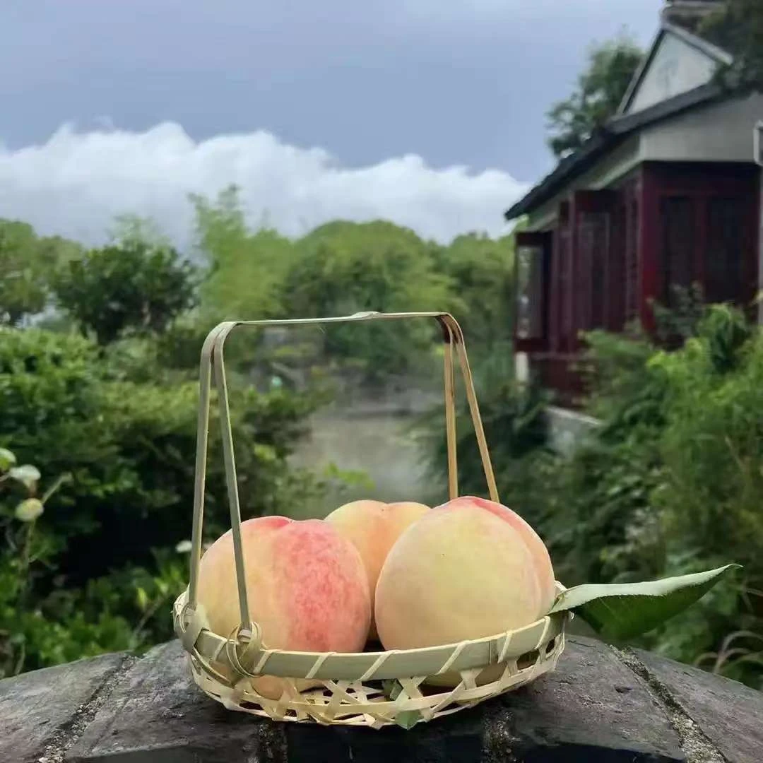 顺丰发货水蜜桃如皋本地水蜜桃现采长寿之乡水蜜桃