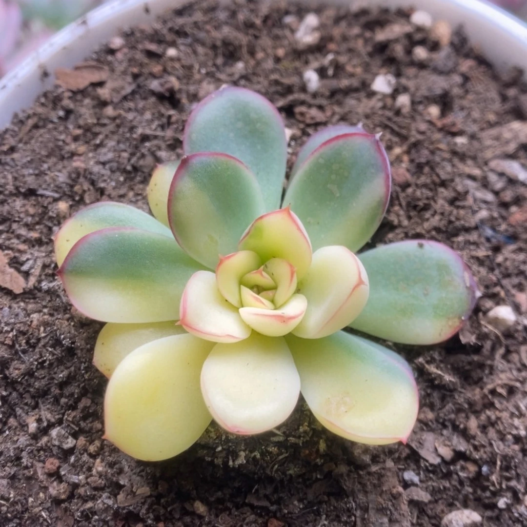 068花月夜叶心全拉要砍