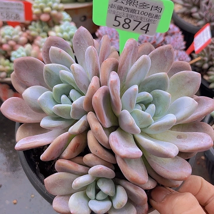 5874奥橙。