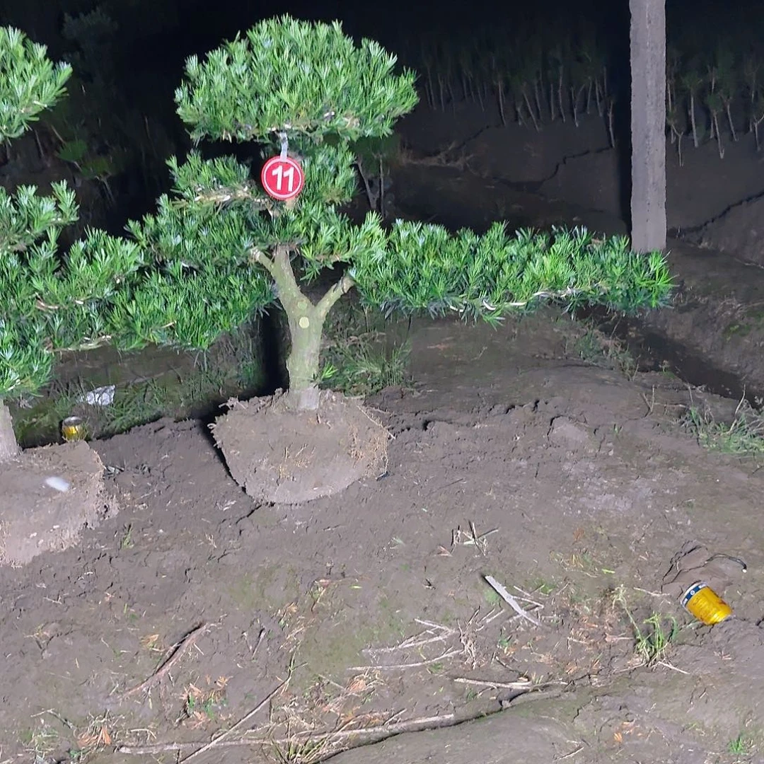 9***3无花朵25655553556