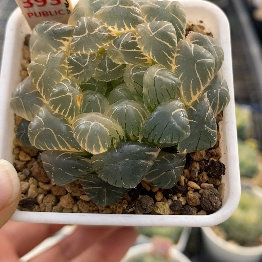 393湖斑湖水玉露锦