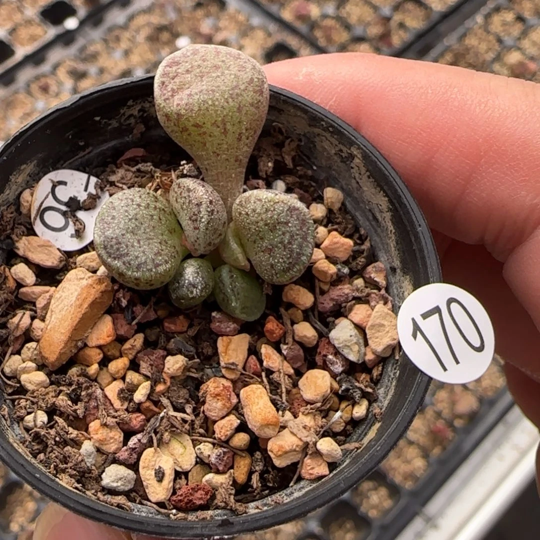 腰子蛋水泡多肉植物170