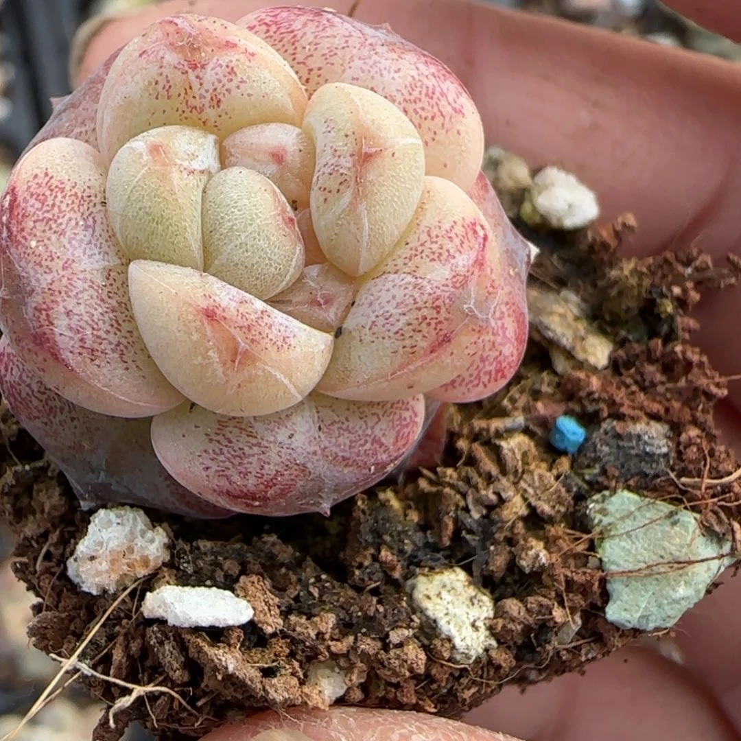 小卡拉米糖心一物一拍