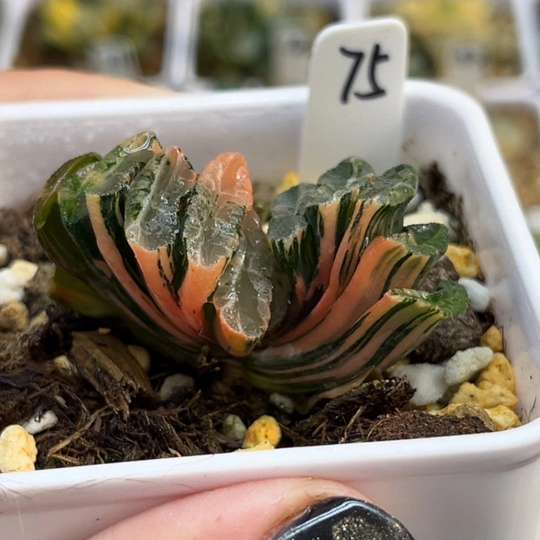 75电影玉扇锦（无根介意勿拍）福利专场