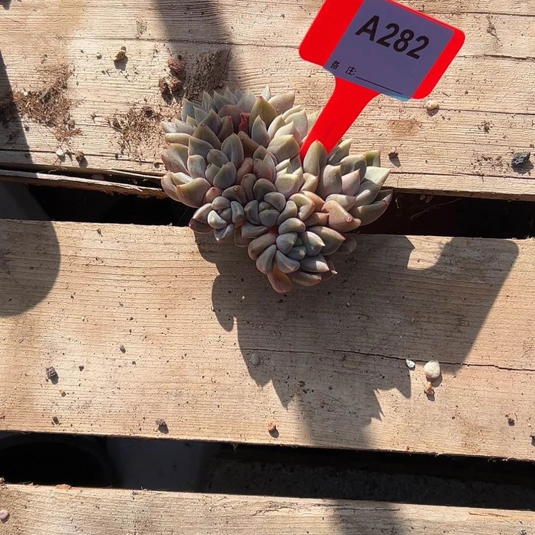 _***3多肉植物一物一拍