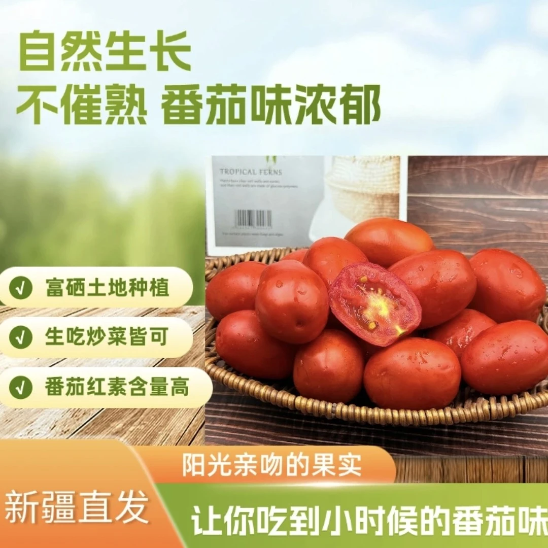 福【新疆直发】新疆大田地番茄酸甜可口多汁自然熟小番茄