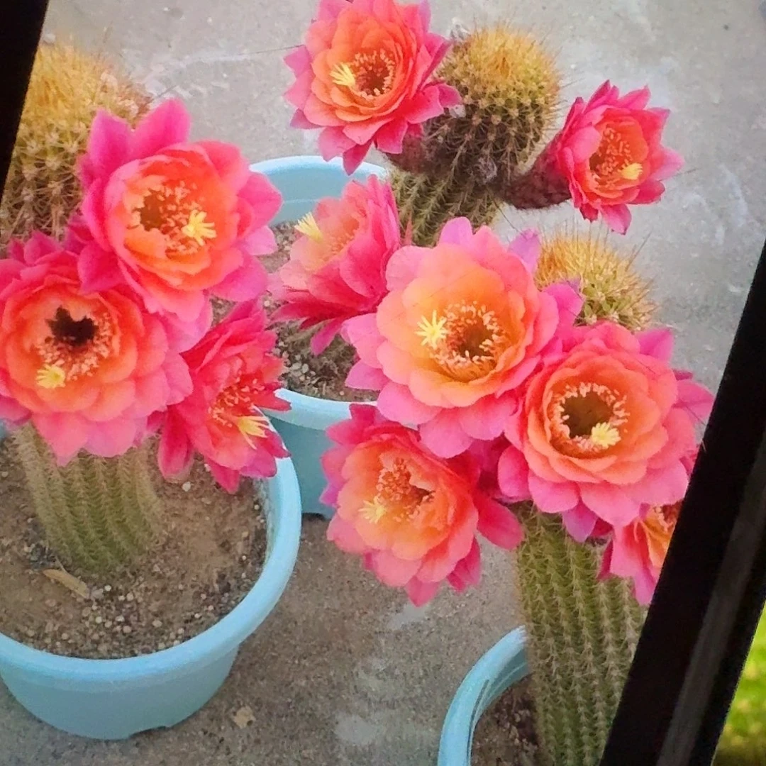 时光侧芽7公分高金妞