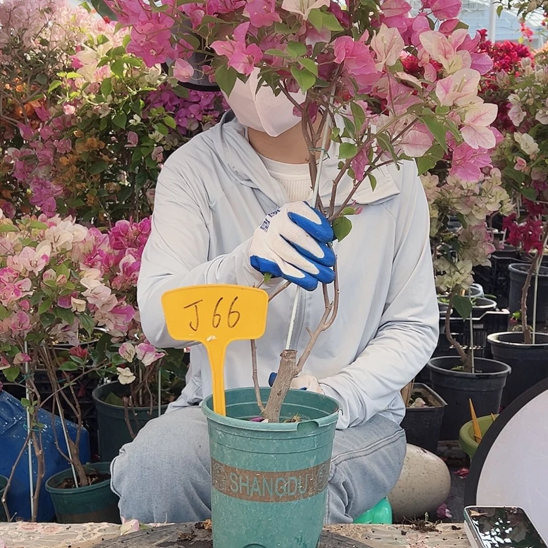 小***单大部分花苞少量开放J66广红樱