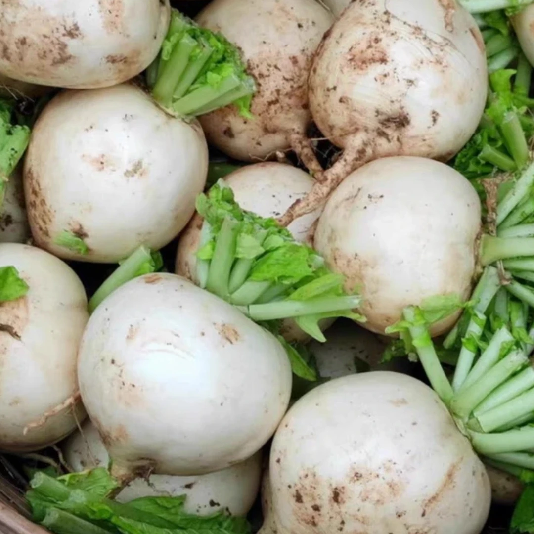 四川高山农家新鲜圆白萝卜清甜多汁适合孕妇餐