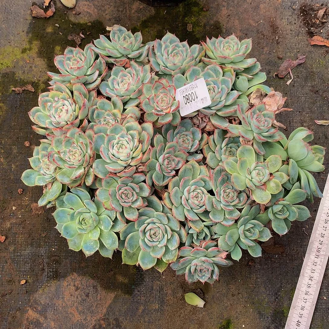 莲***子      侧影多肉10080