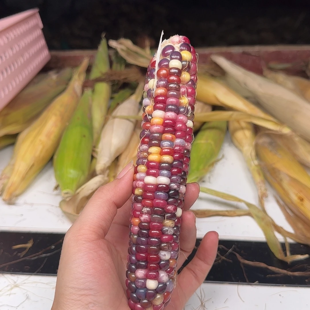 羅***诺梦之城新品梦宝1号