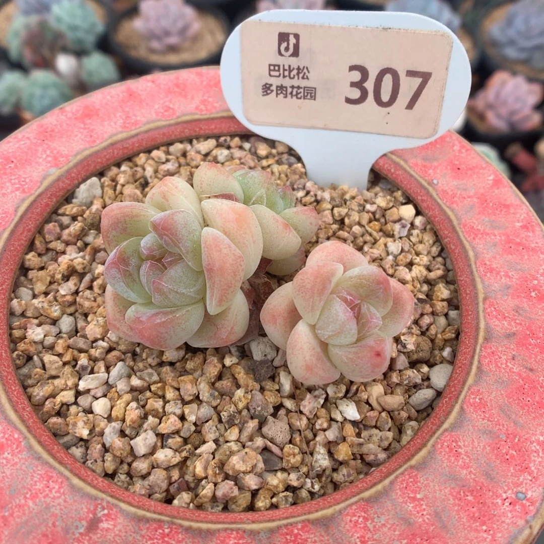 307 飘枝冰玉多肉多肉