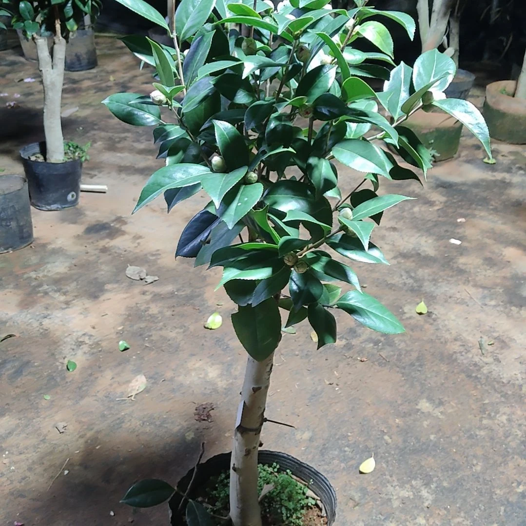 全部花苞用****2复色六角大红不包邮