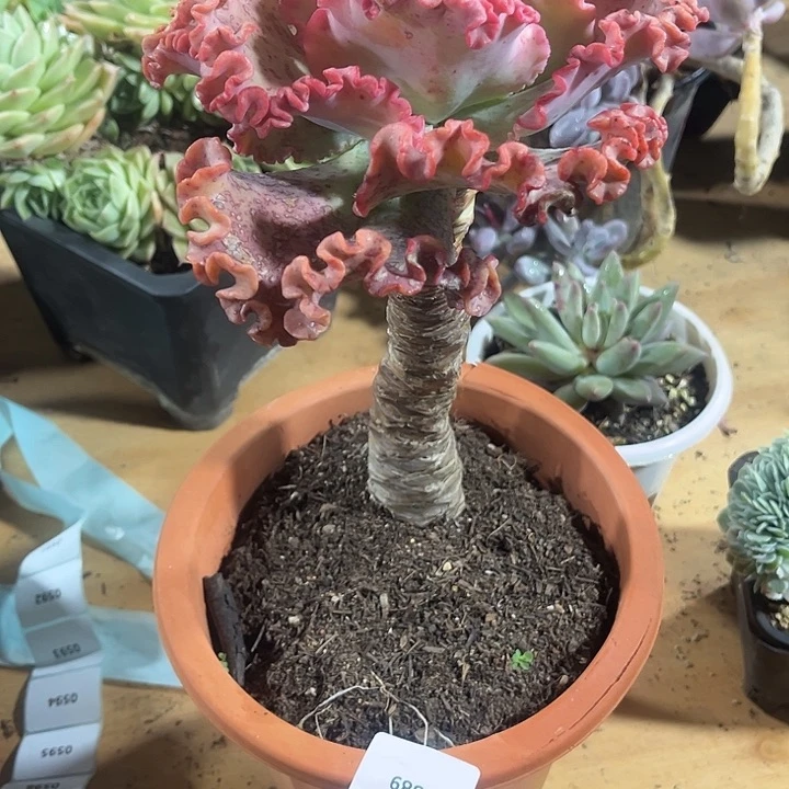 财****贝鑫伟多肉女王多丽0589