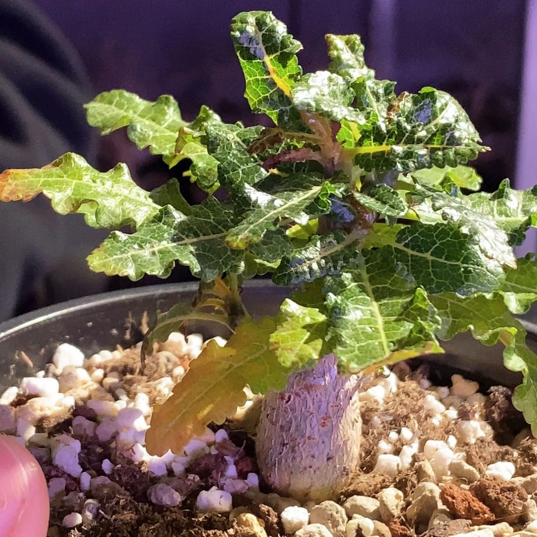 娜娜乳香实生带盆