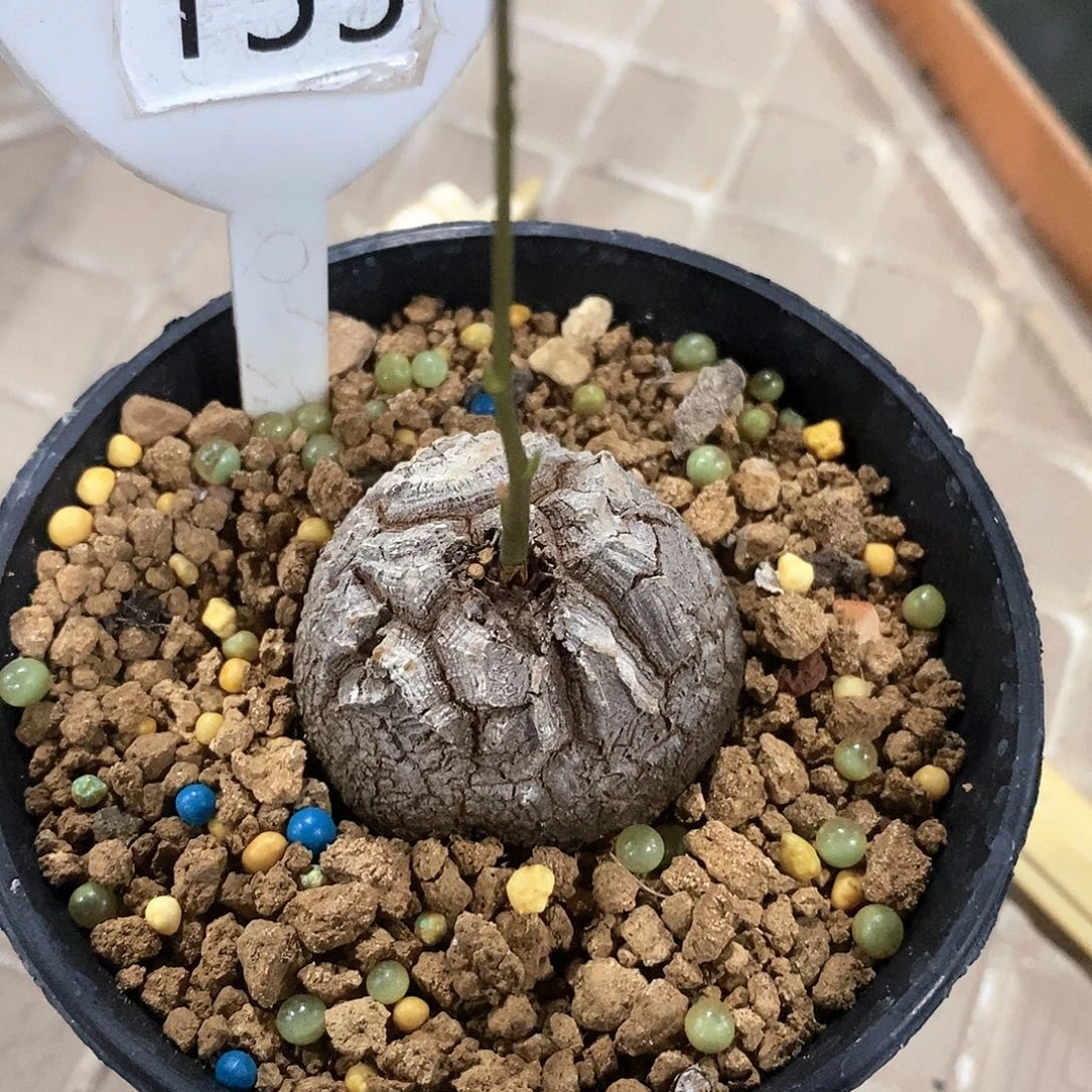 南非龟甲龙龟甲龙