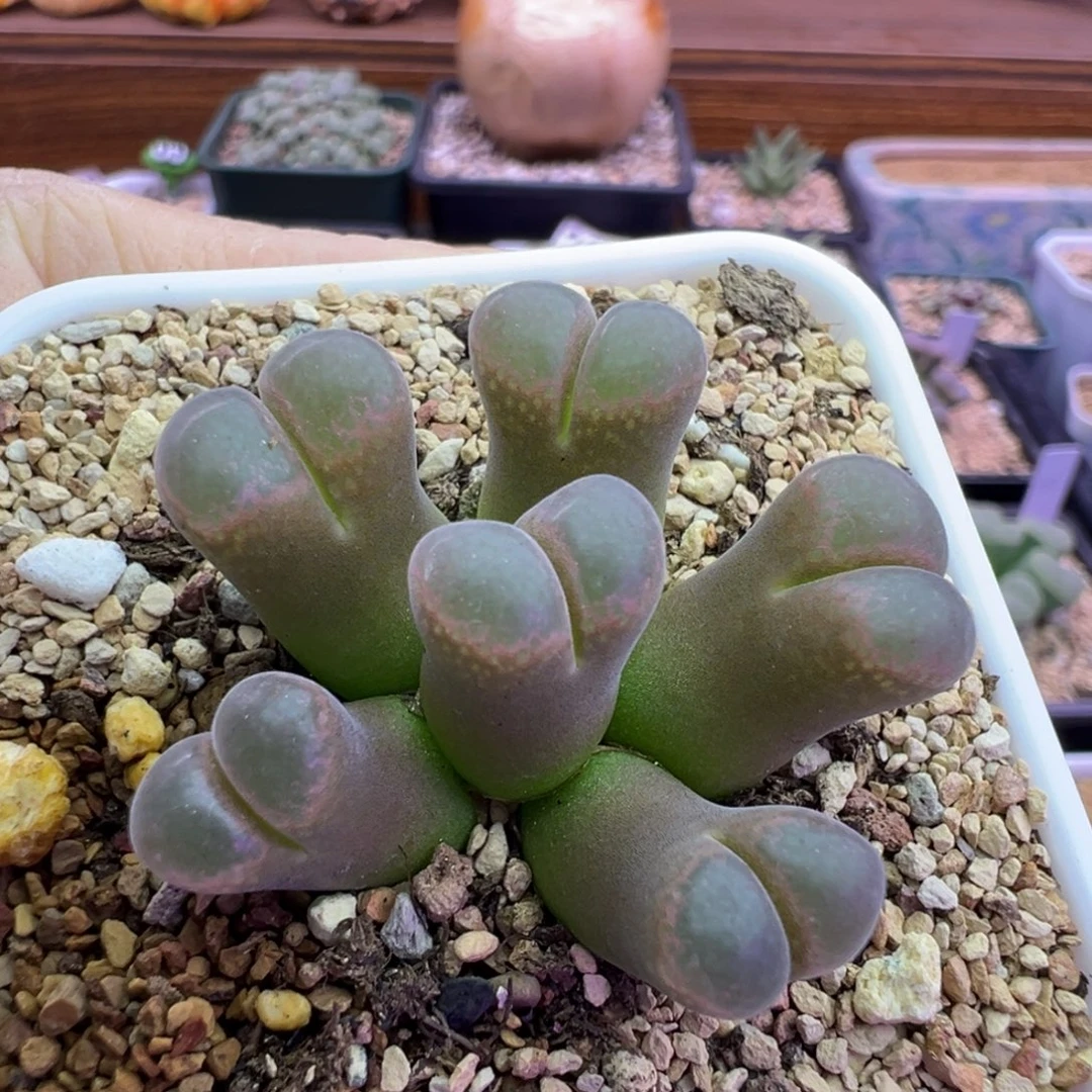 43号手捧花福利特。。。。。