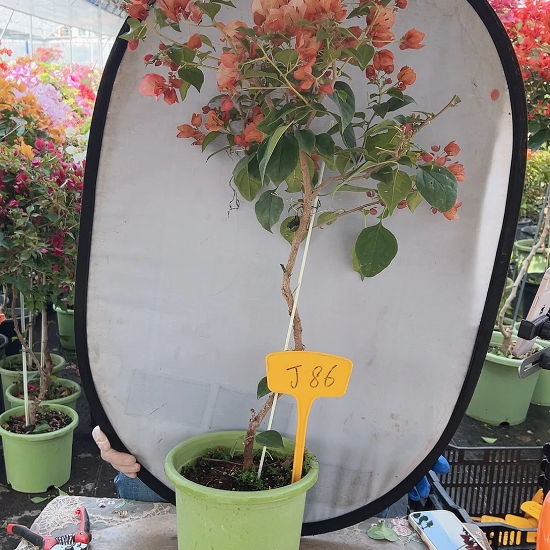 薇***茶大部分花苞少量开放J86橙日落