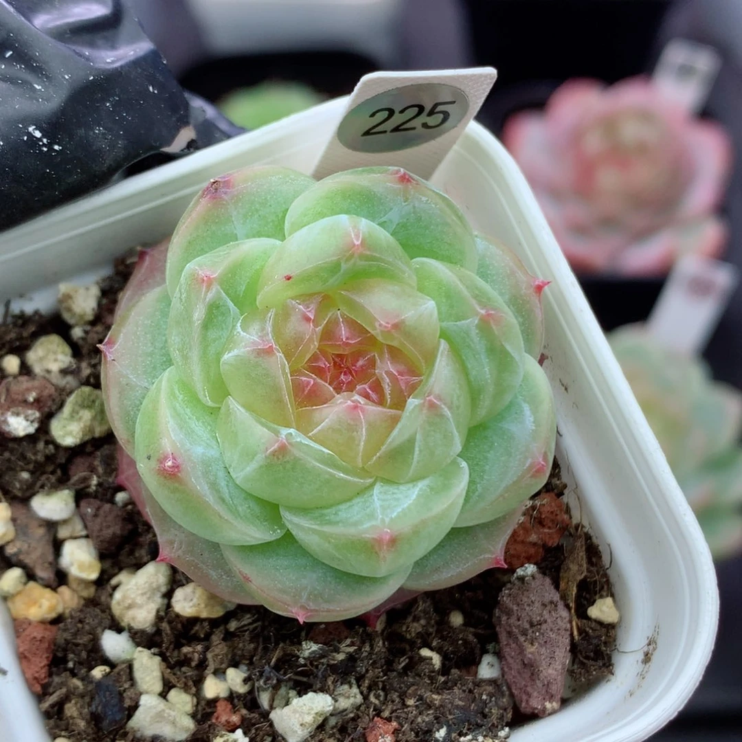 糖心58包邮  群生不包整225