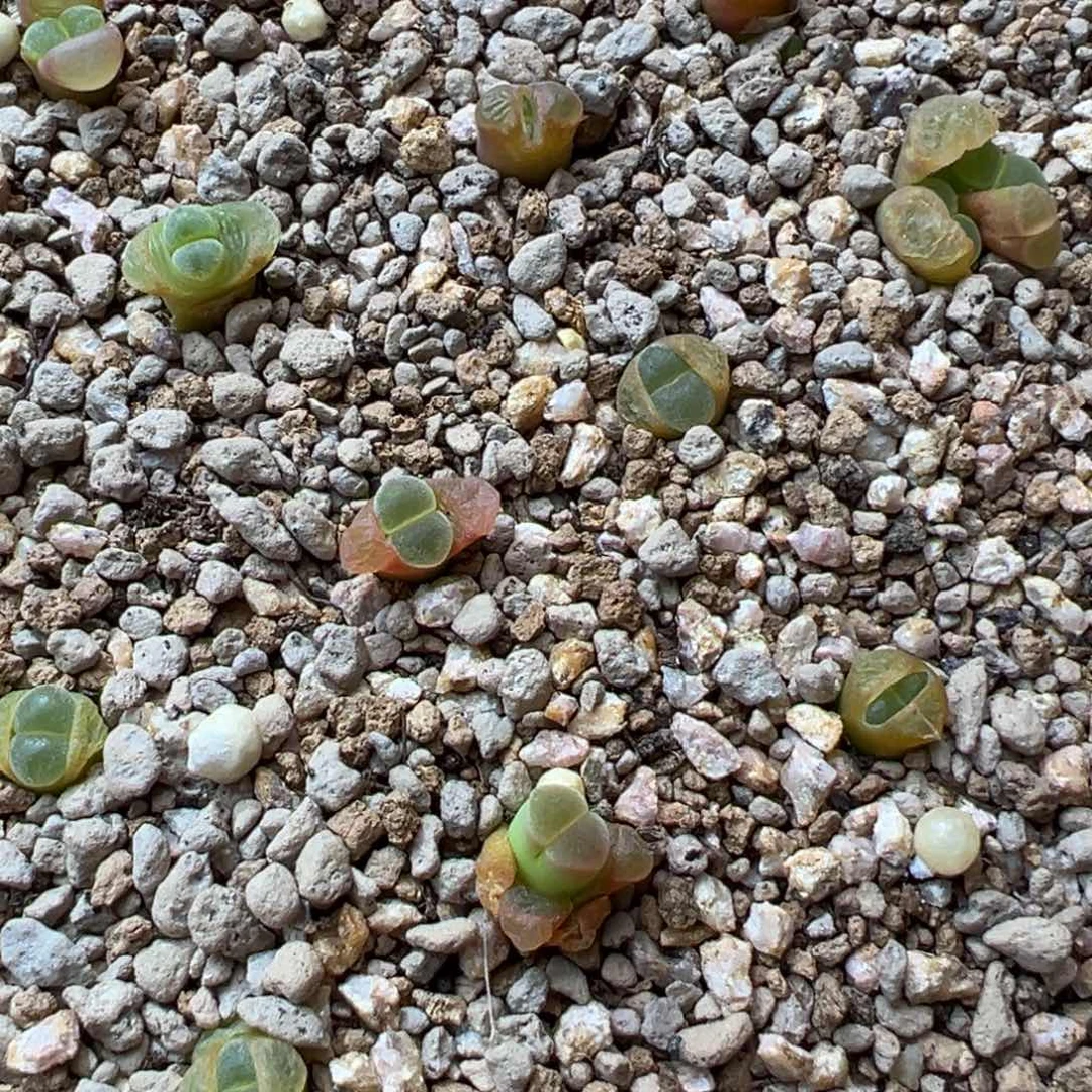 ?**酱605。1802.7天鹅绒风铃 小个体两颗