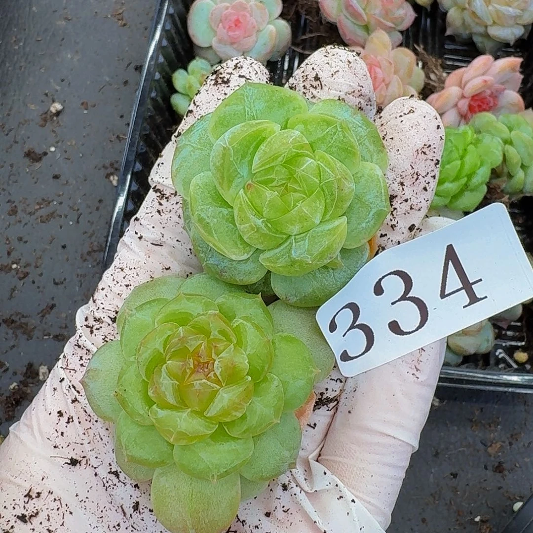 多肉植物多肉植物334