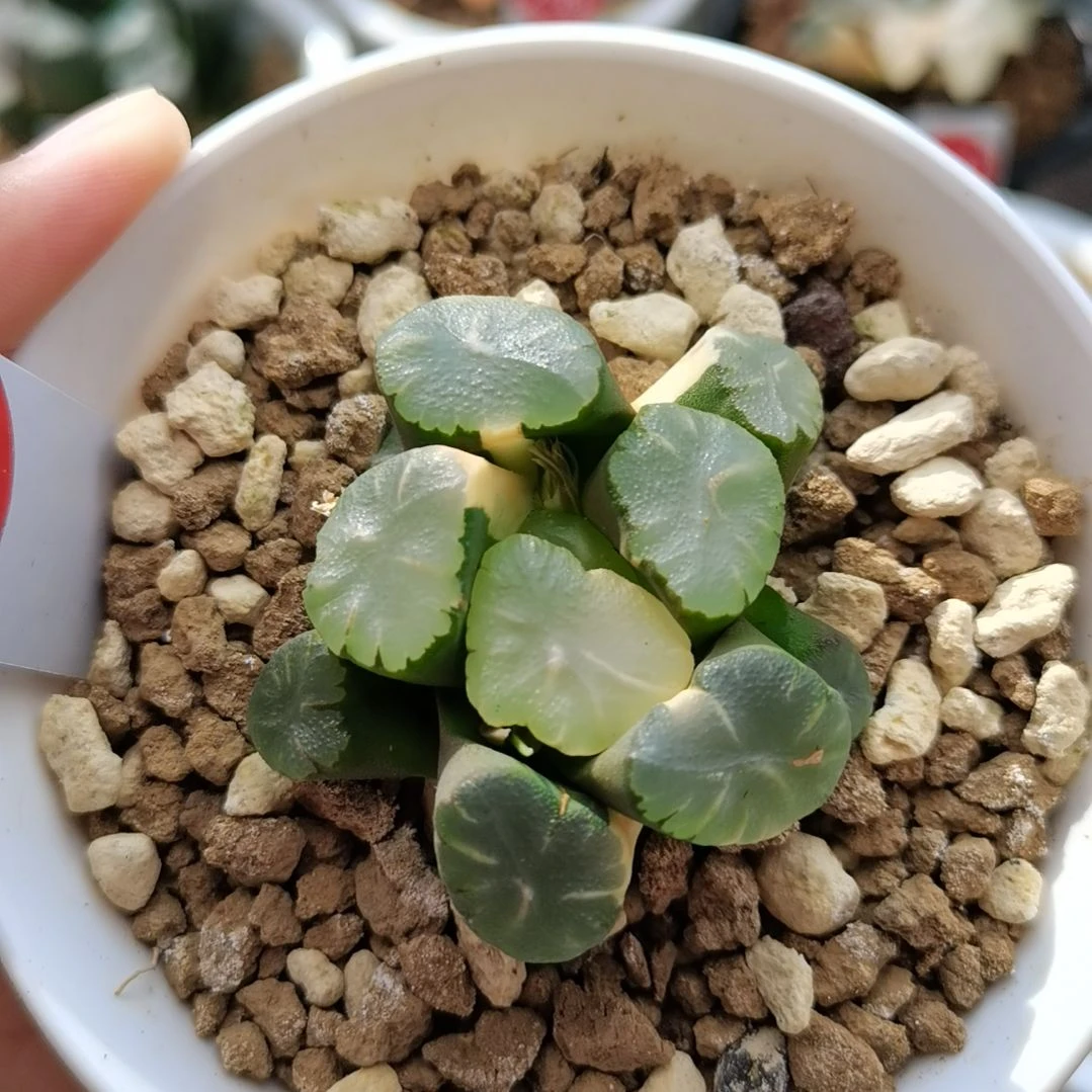 63号天使万象锦一物一拍带盆土发货