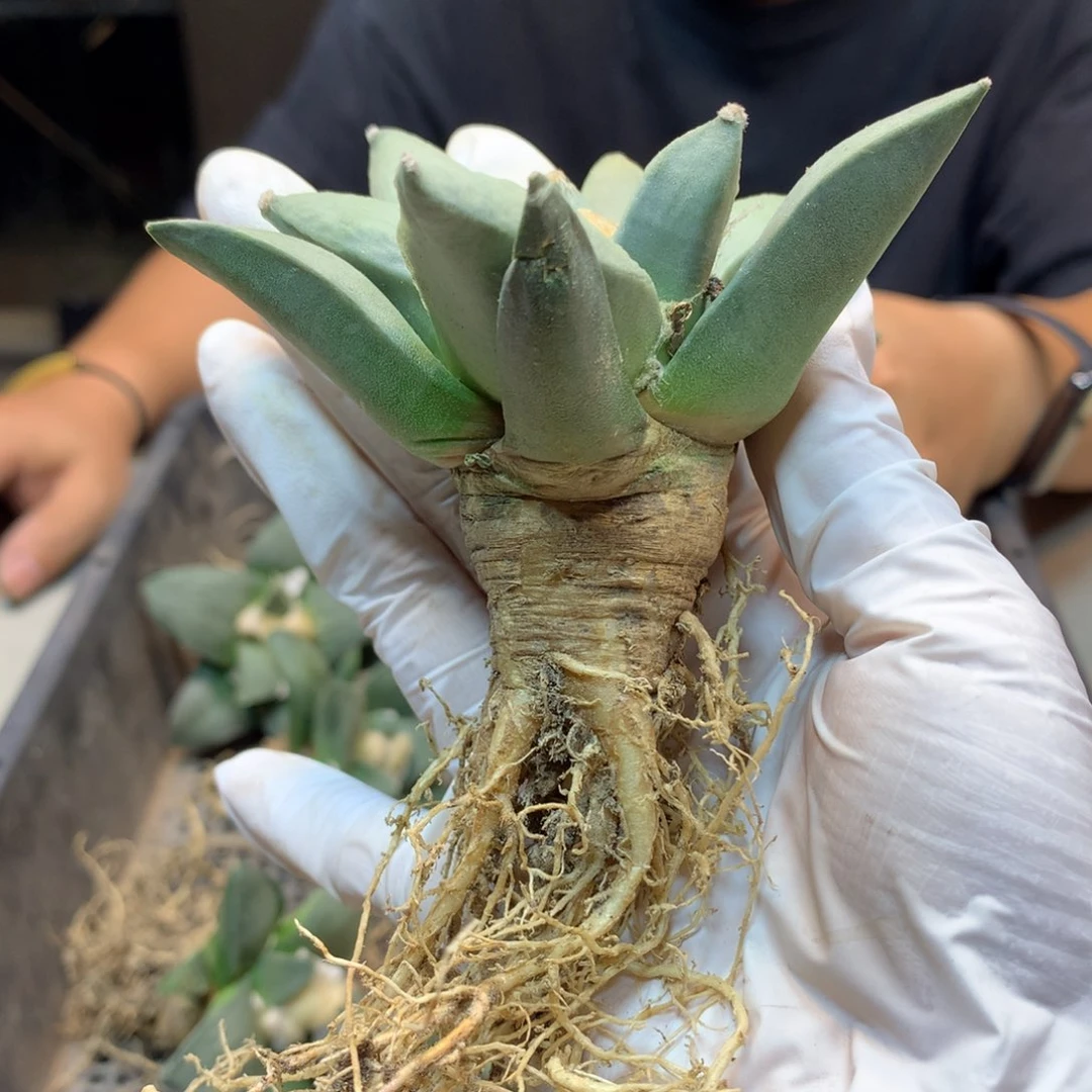 实生   岩牡丹  叶展 9公分起发