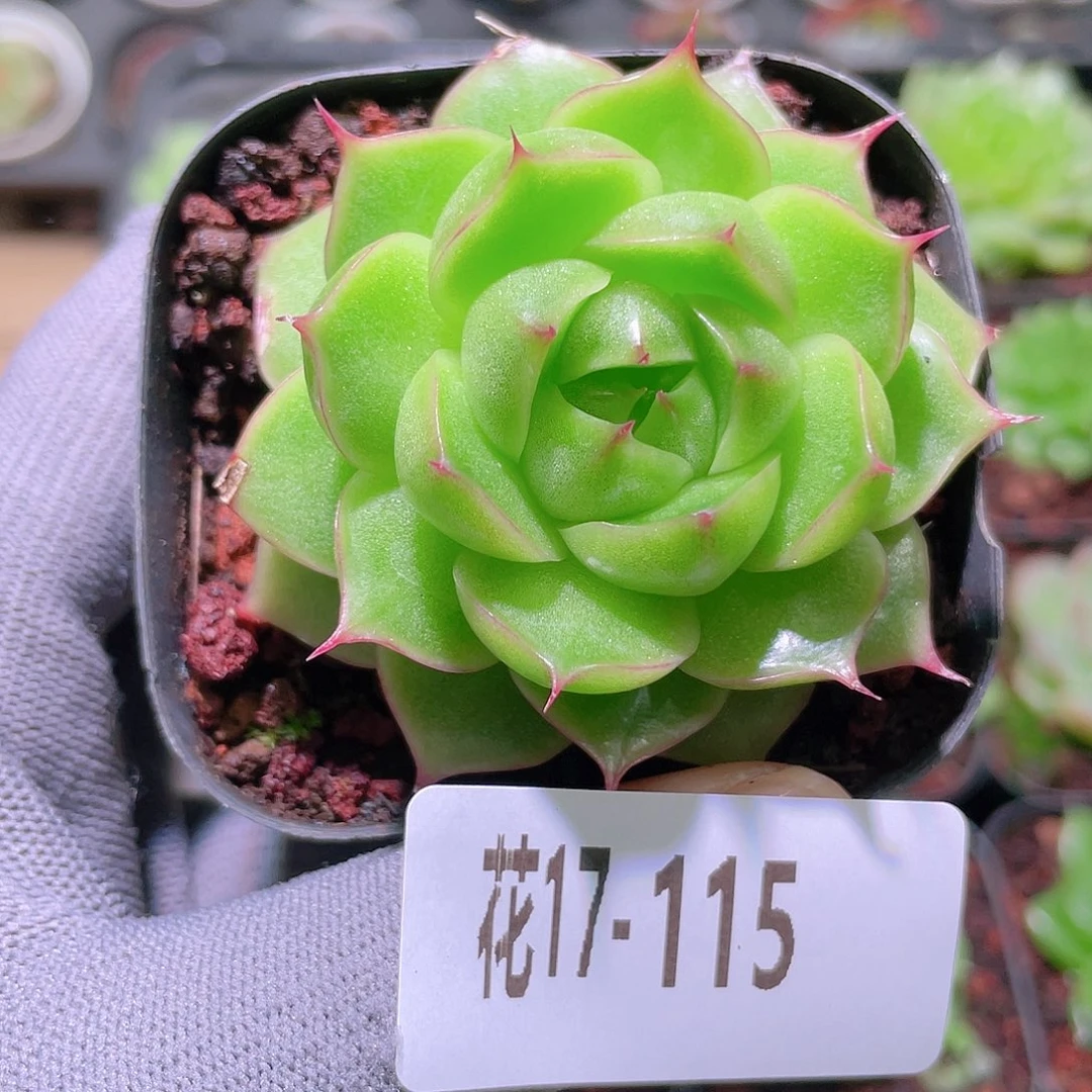 花利美17-115海王