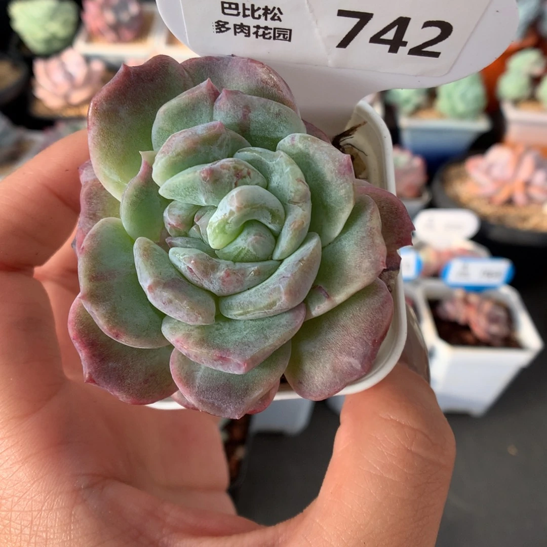 742双心冰魄石化多肉植物