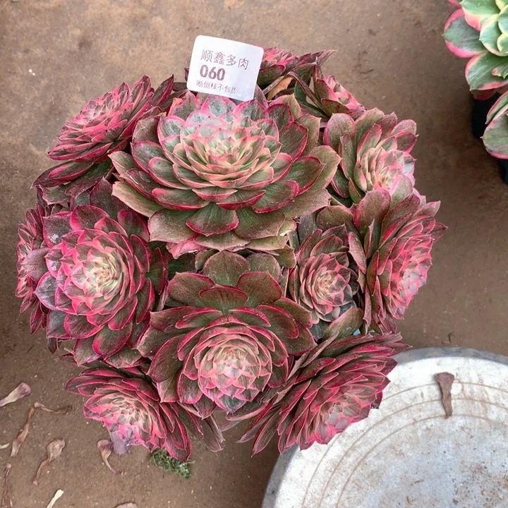 060莲花座多肉植物