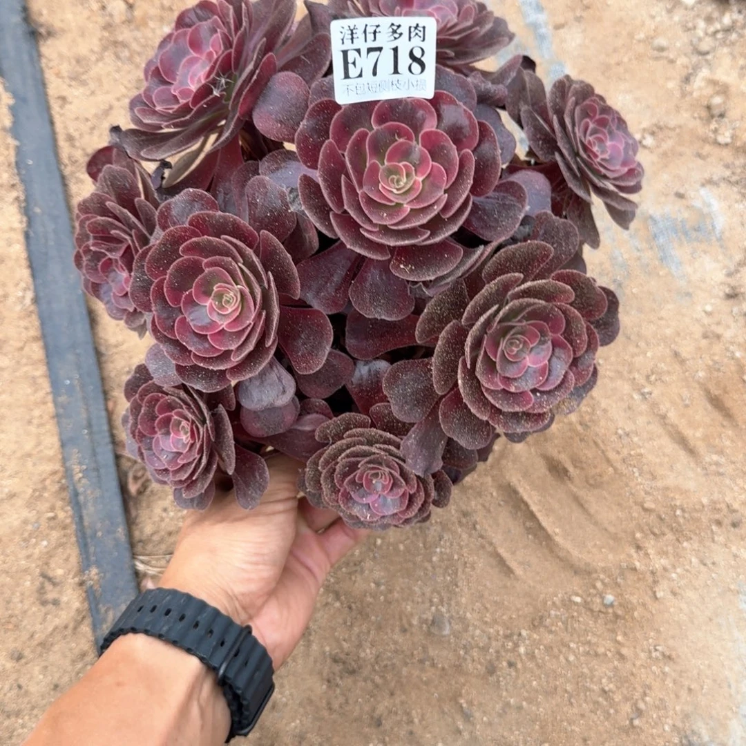 爱神法师锦718号法师