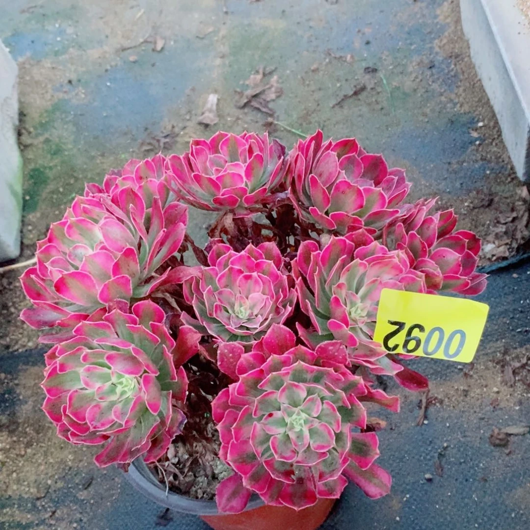红同白多肉植物0092