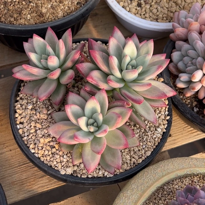 赫本露丝 夏鸣园艺