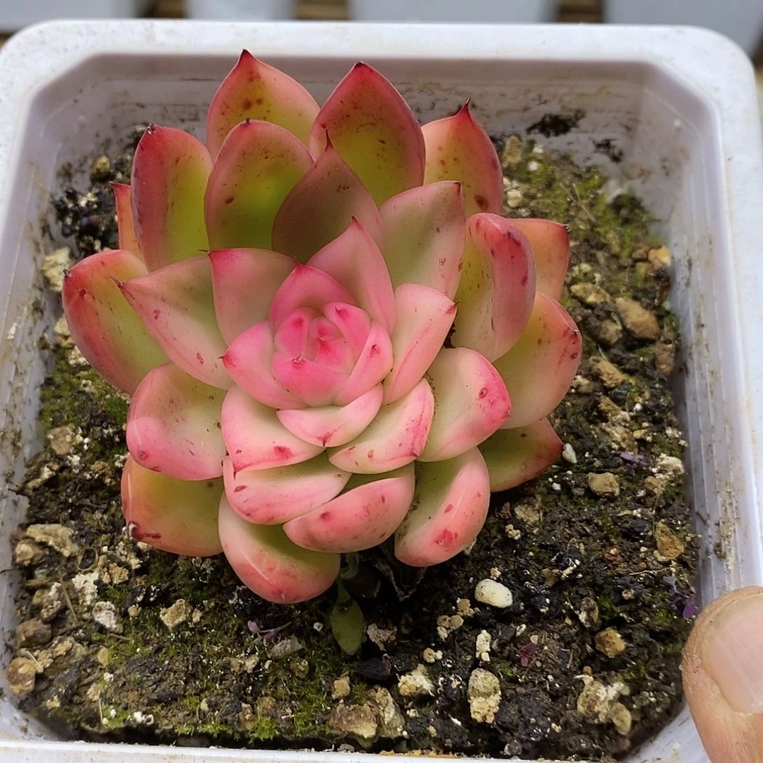 2621 卡利斯托覆轮锦 需延时发货