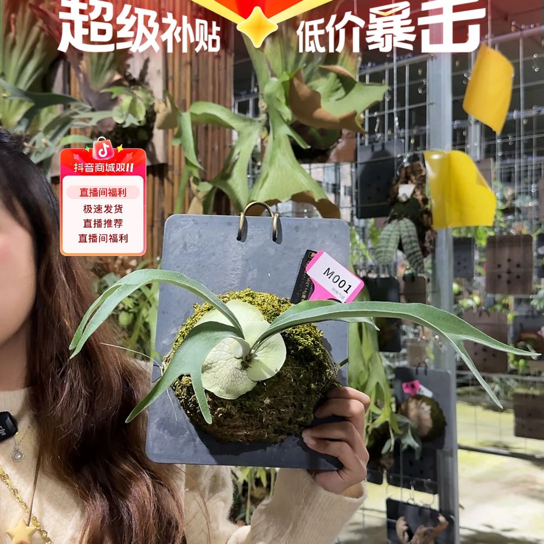 无花朵M001-侏儒hfg孢子苗