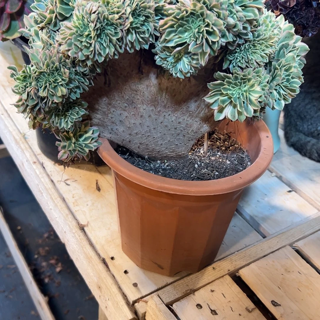 颜宁老桩整版厚板