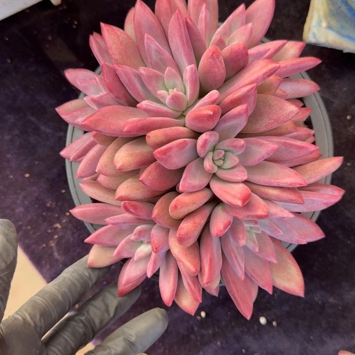 15厘米左右一物一拍的的多肉植物