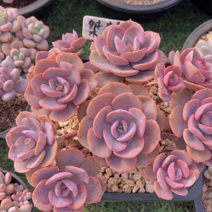 健健康康平平安安