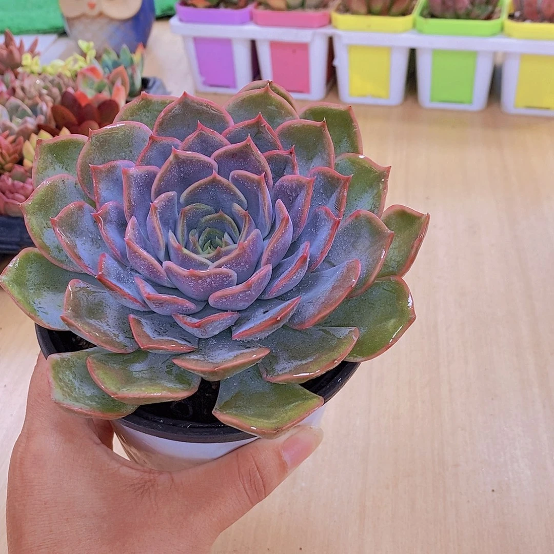 无花朵多肉植物菲欧娜120
