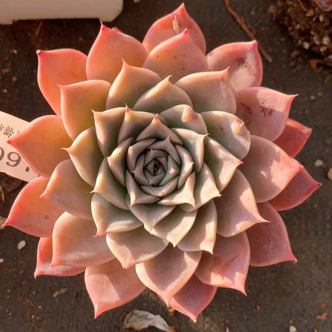 3097杂交多肉植物