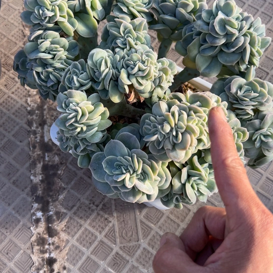 彩***！可爱玫瑰缀多肉植物70