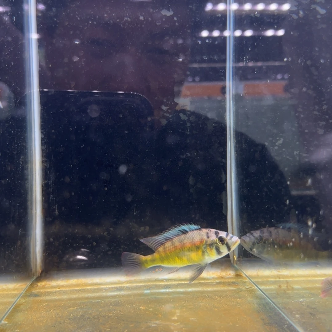 慈鲷小**刀896号厚皮^_^^_^