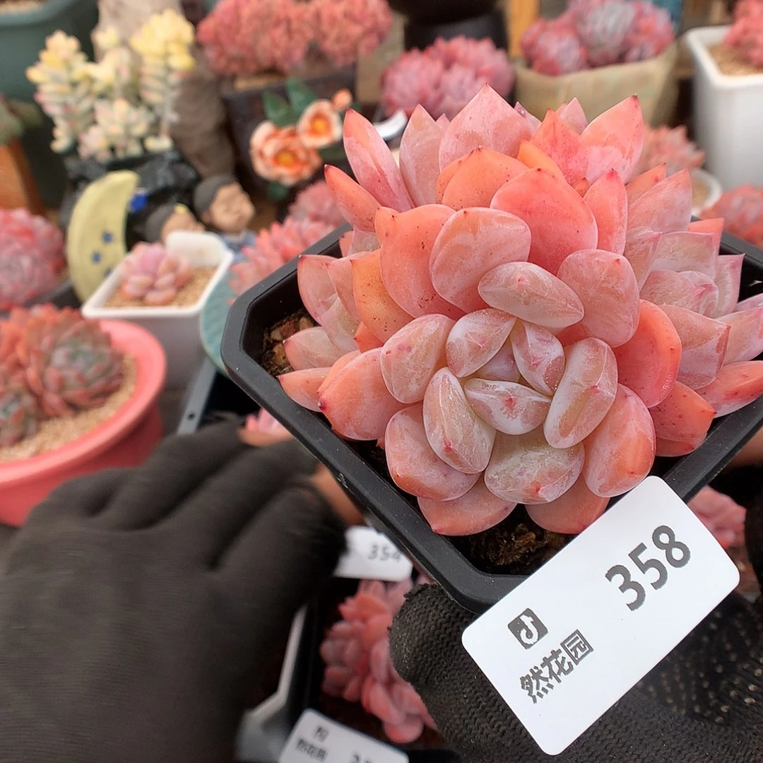 358雪天使多肉植物666