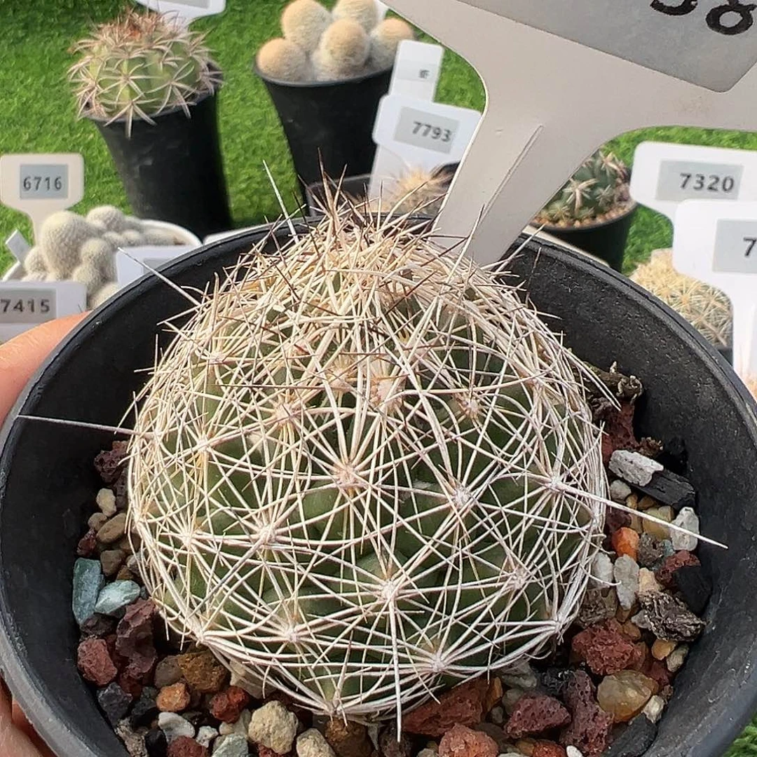 7038 顶花实生裸根发货