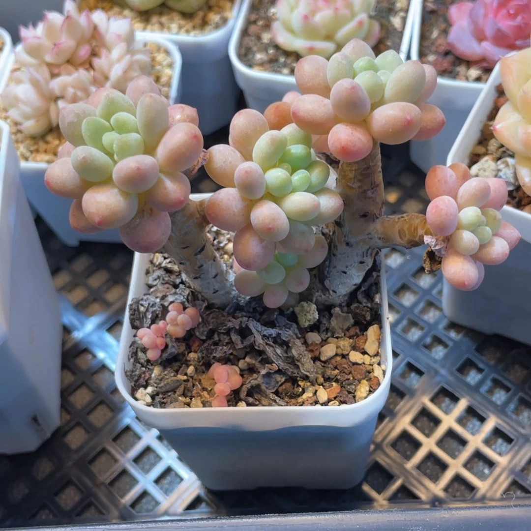 妍*优选洛可可福利144个