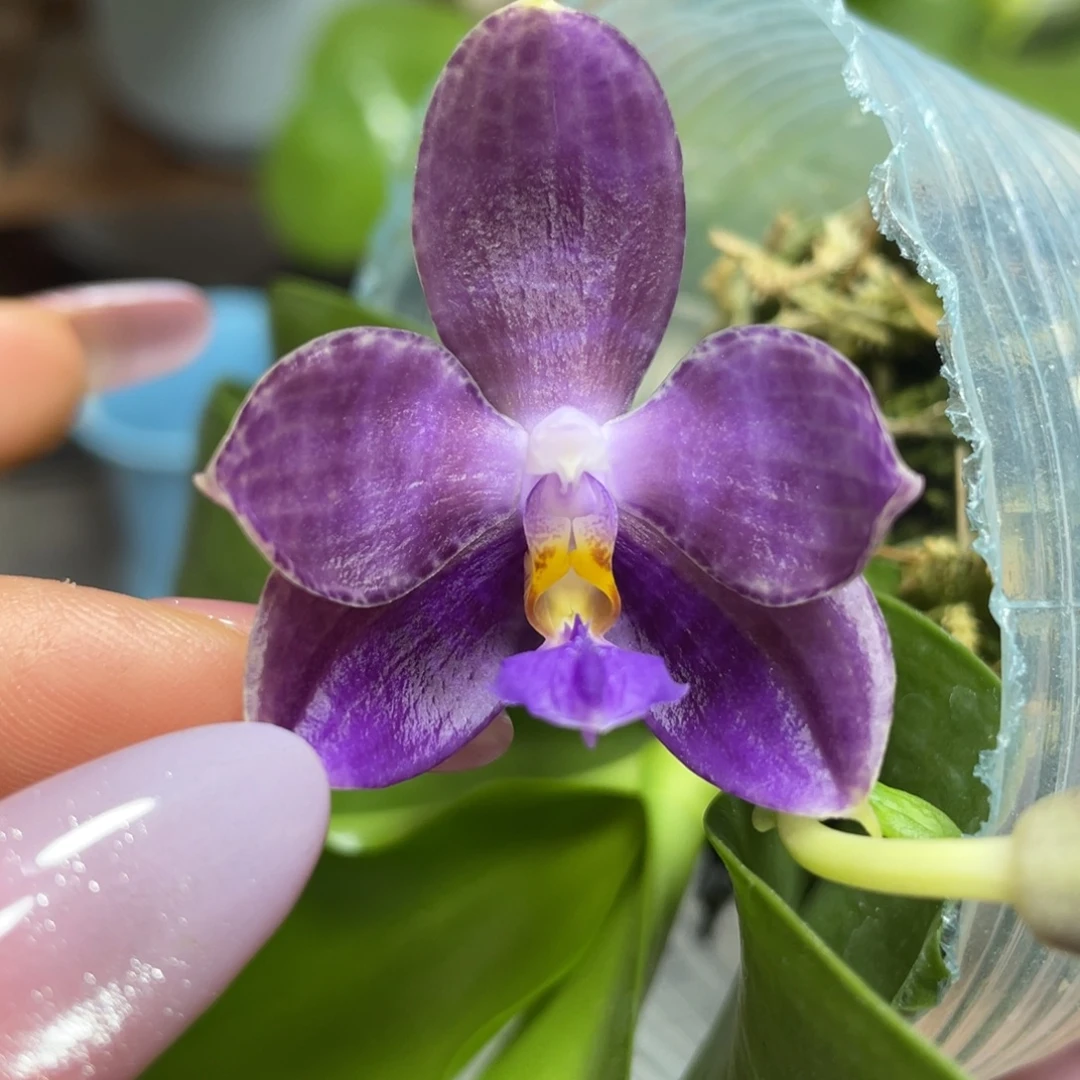 完全开放yw08两倍钻石交蓝喜鹊